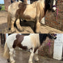 For All FarmKind Whitening shampoo TRADE