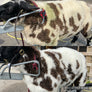 For All FarmKind Whitening shampoo TRADE