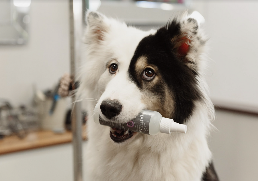 Calming Spray for Anxious or Stressed Dogs 150ml - TRADE