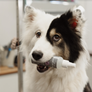 Calming Spray for Anxious or Stressed Dogs 150ml - TRADE