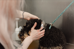 TOPICAL EAR CLEANER FOR HEALTHY EAR CANAL - TRADE