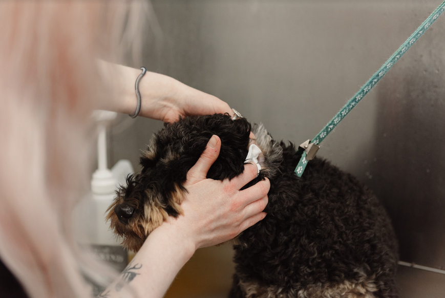 Topical Ear Cleaner for Healthy Ear Canal