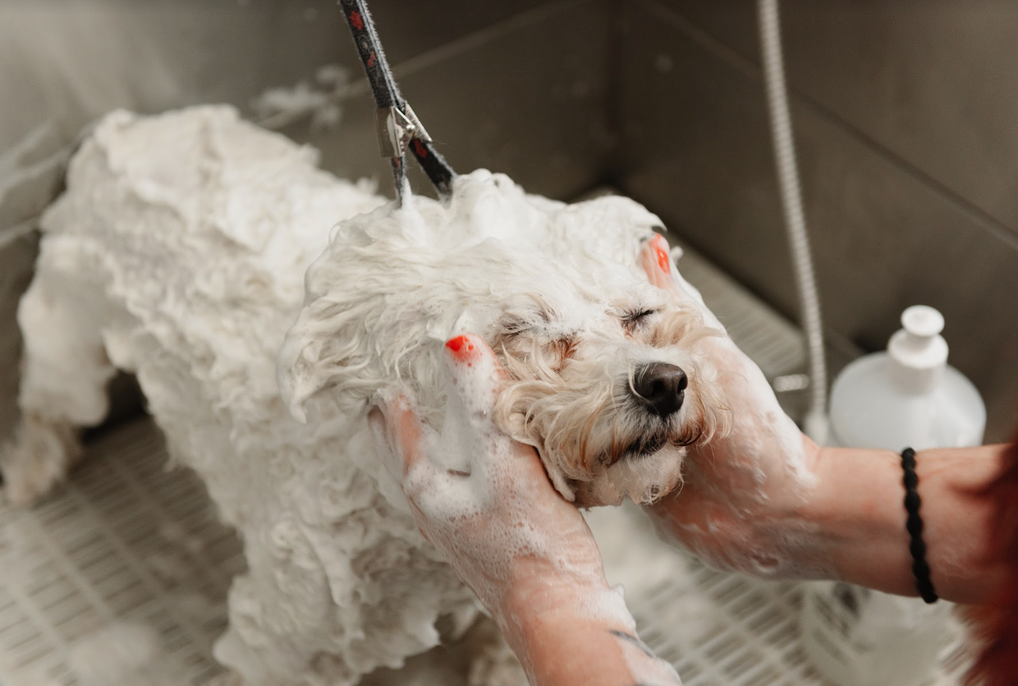 Best shampoo for sales bichon frise puppy