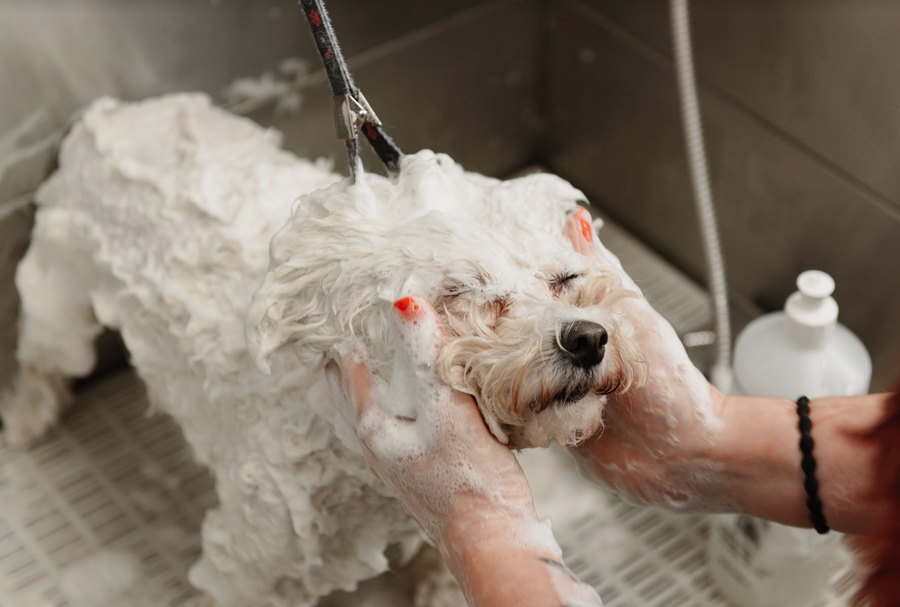 Deep Cleansing Shampoo for Dirty Skin & Coats