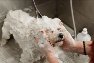 Super Soothing Shampoo for Itchy Skin Coats For All DogKind